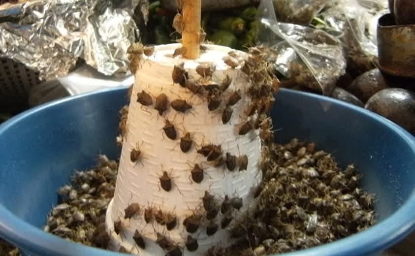 Noticias - ¡Especie en Peligro de extinción en la comunidad! ~LOS ...