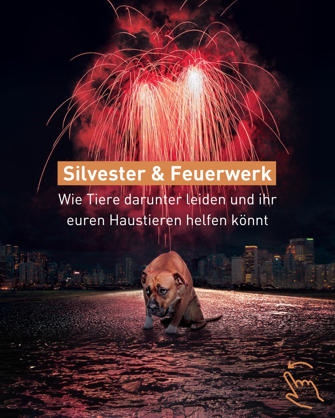 VIER PFOTEN - Unzählige Tiere erleben morgen eine... | Facebook