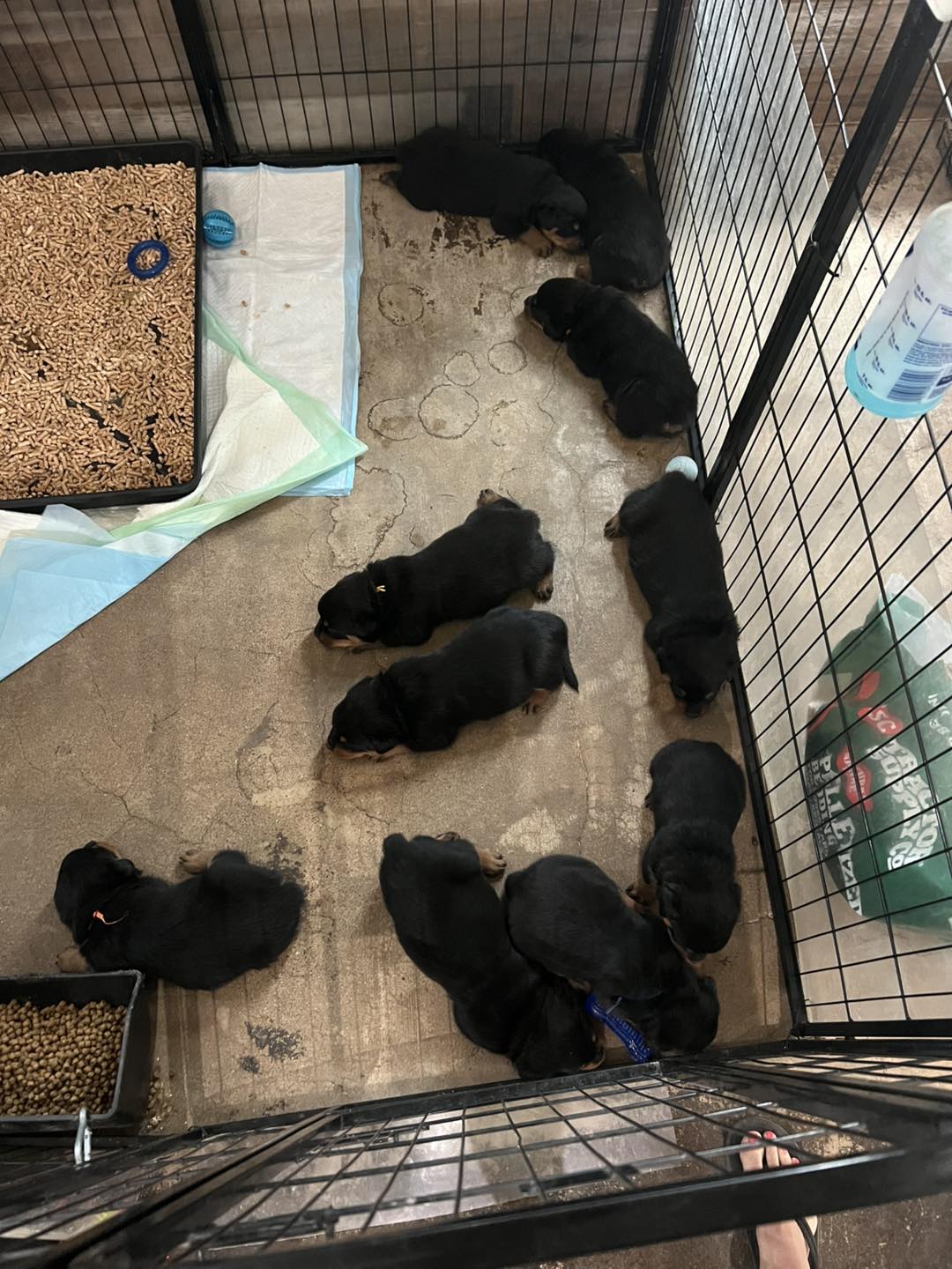 HB Rottweilers | Desert Hills AZ