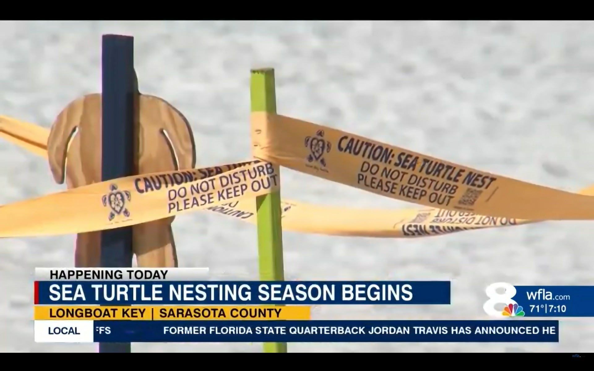 Francesco - Sea turtle nesting season begins with multiple new nests in ...