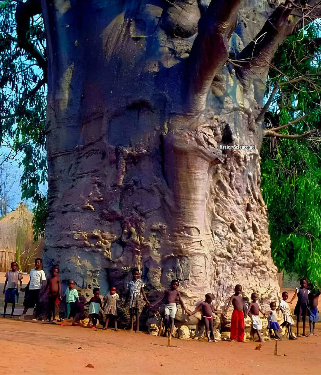 Mystery Science - 🌍🌳 Este es un árbol de 2000 años de antigüedad que se ...