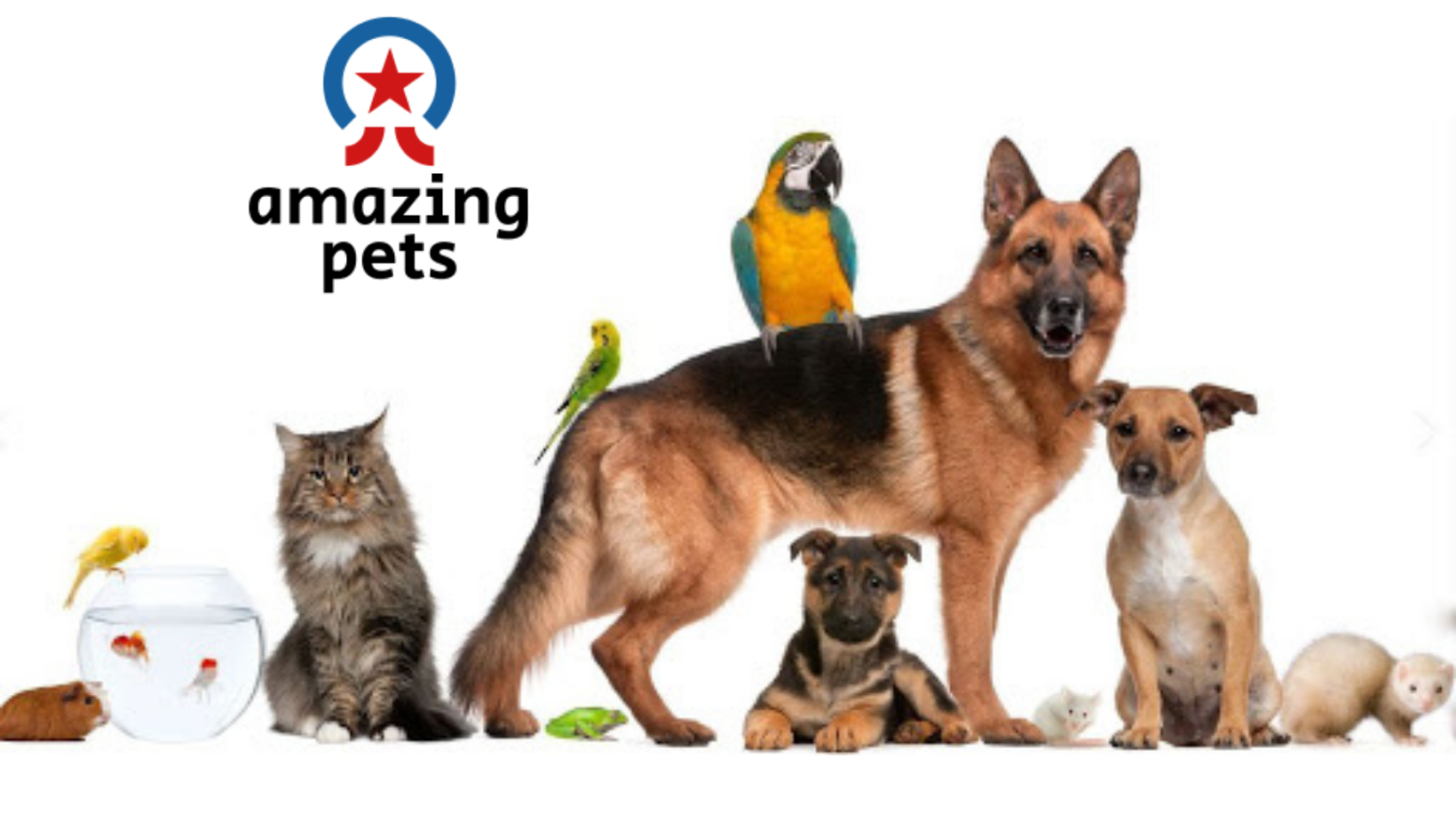 Amazing Pets