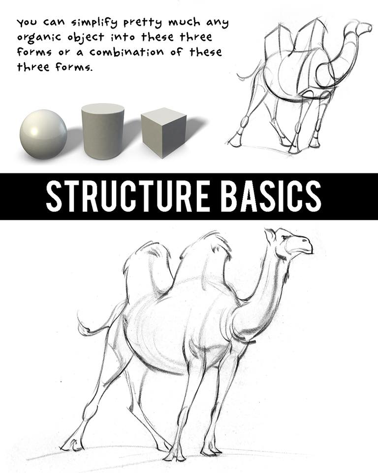 Proko - Learn how to break down complex organic forms into... | Facebook