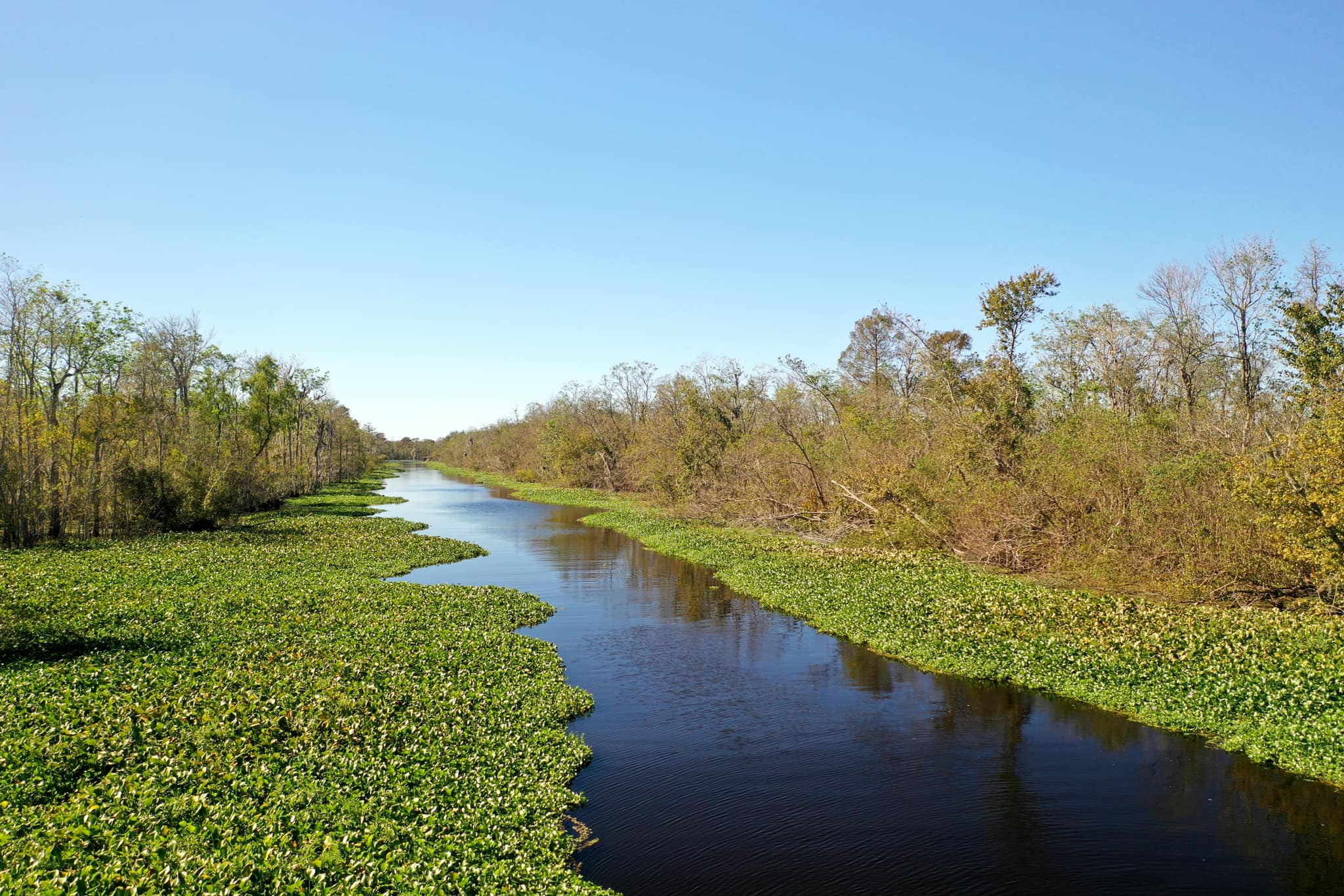 Bayou Bienvenue was once a lush swamp in the Lower Ninth Ward of