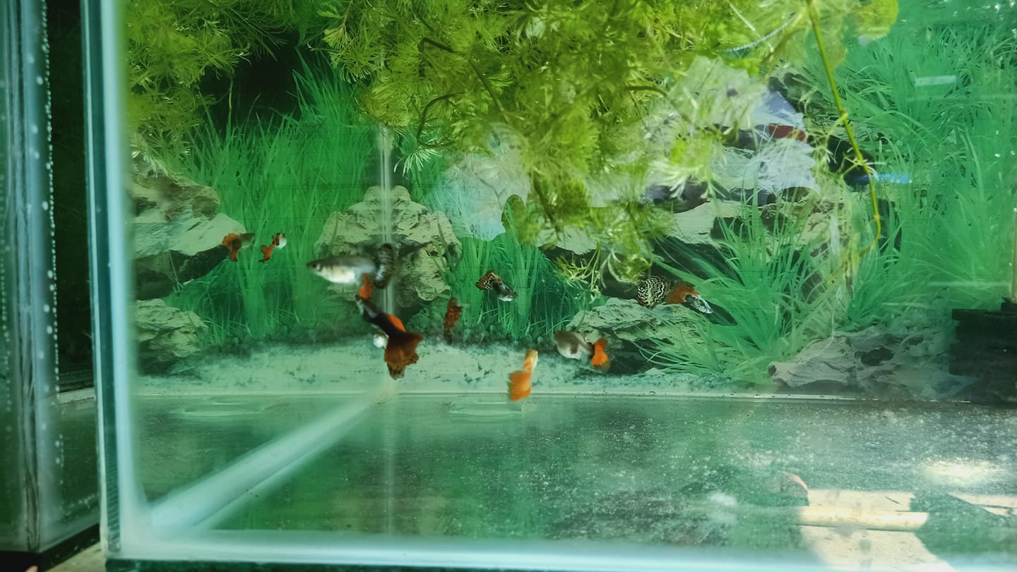OJ Fish Gallery
