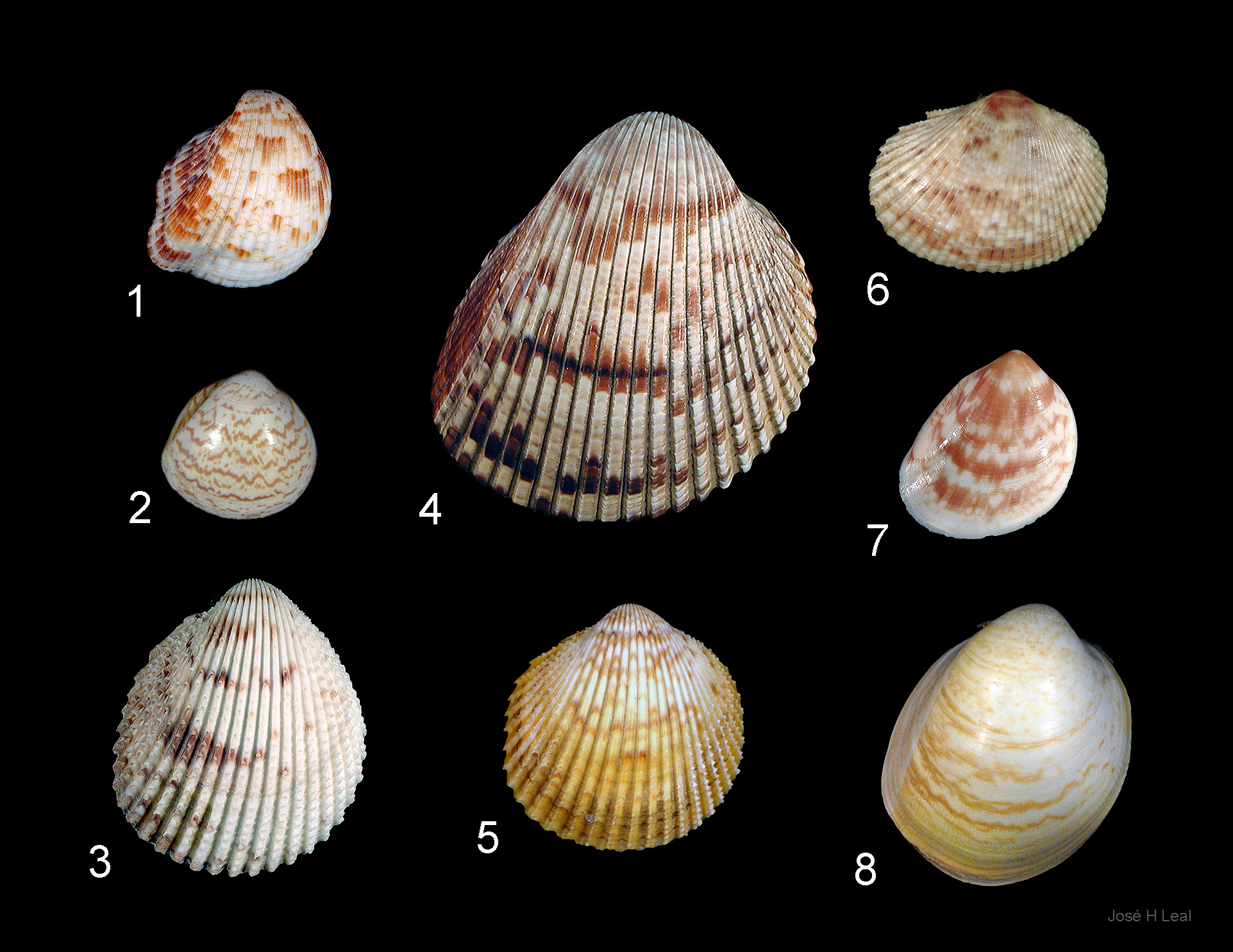 Here are the cockles (family Cardiidae) of Southwest Florida? They