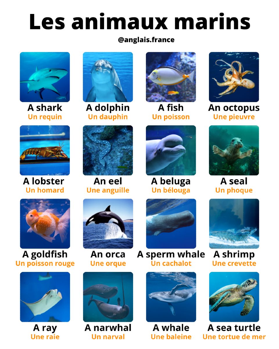 Anglais - Le vocabulaire des animaux marins en anglais ! 📌 Enregistrez ...