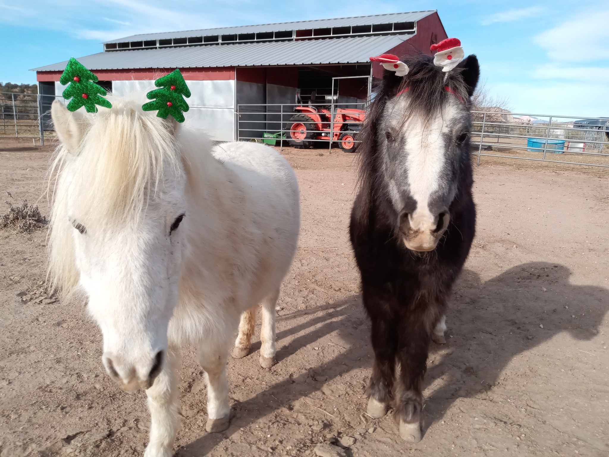Merry... - Perseverance Ranch Equine Rescue Sanctuary | Facebook