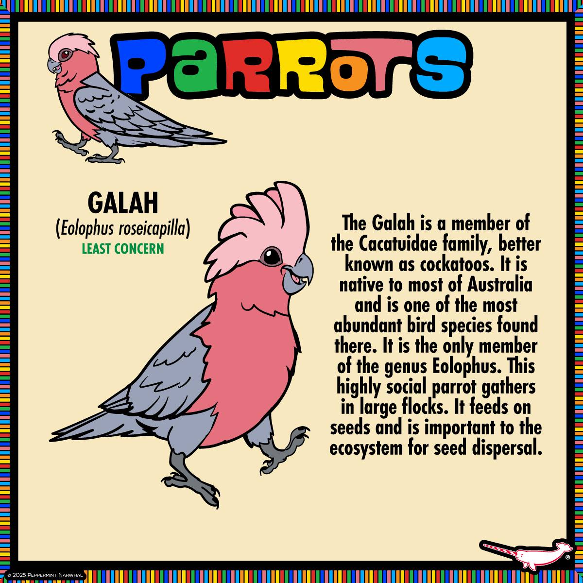 peppermint-narwhal-creative-parrots-galah-eolophus-roseicapilla