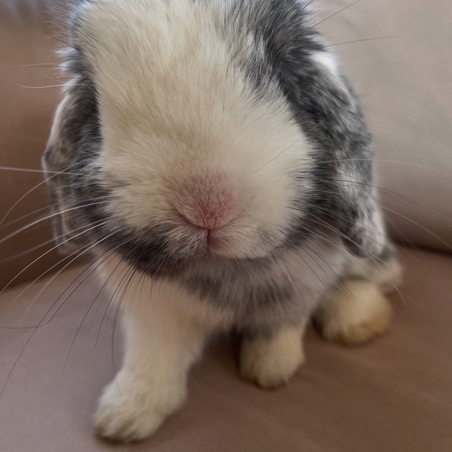 Alabama Rabbit Rescue