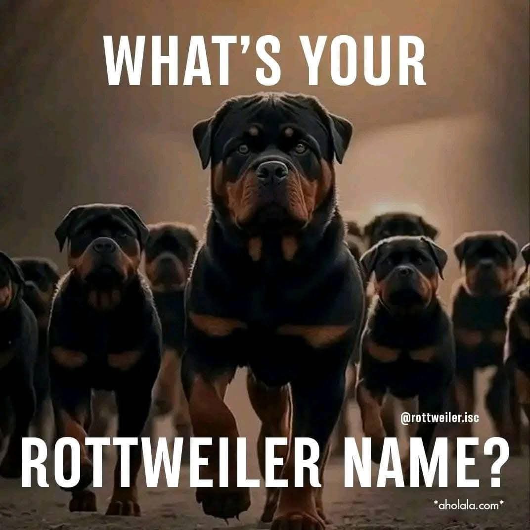 County K Rottweilers