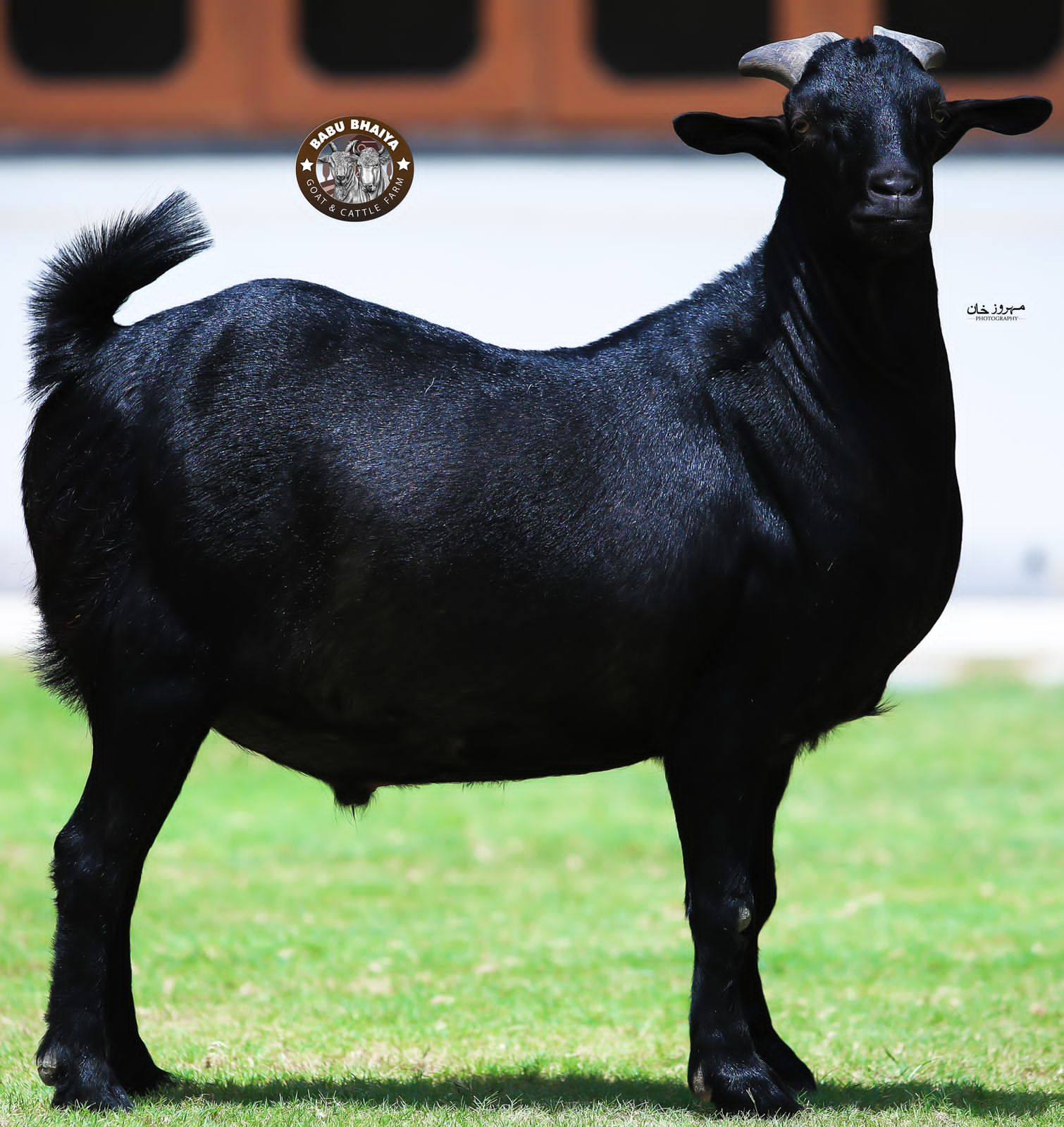 Pakistan Qurbani Animals | Karachi