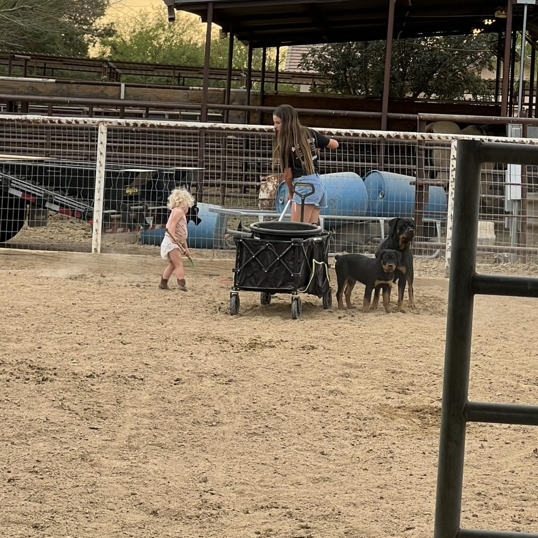 HB Rottweilers | Desert Hills AZ