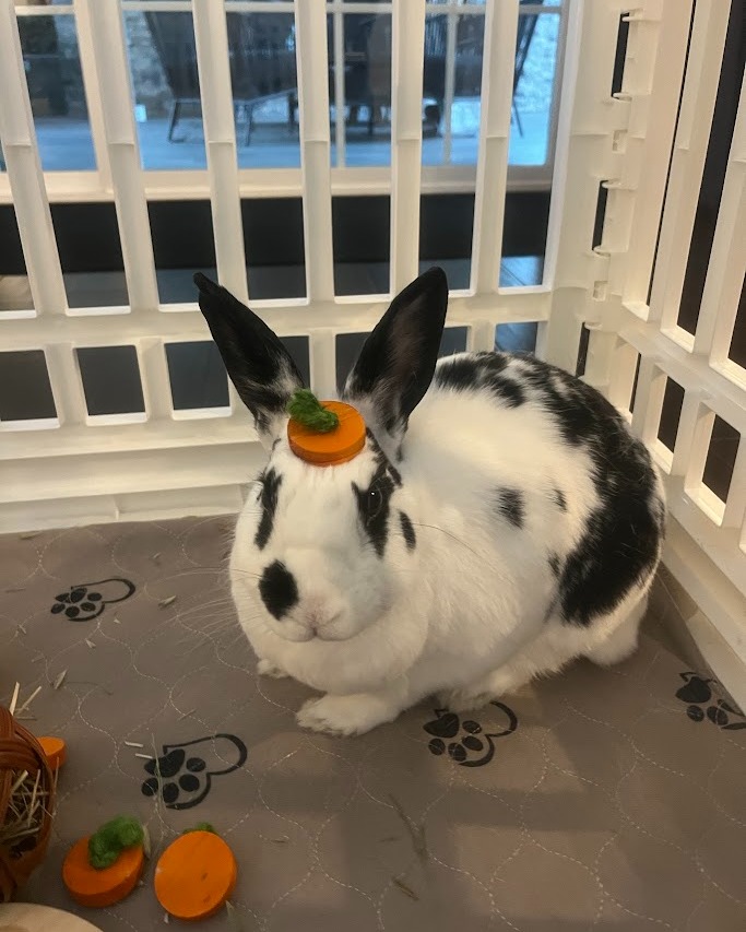 East Bay Rabbit Rescue | Livermore CA