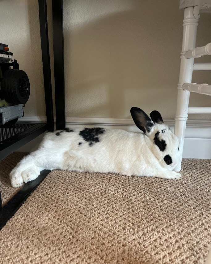 East Bay Rabbit Rescue | Livermore CA