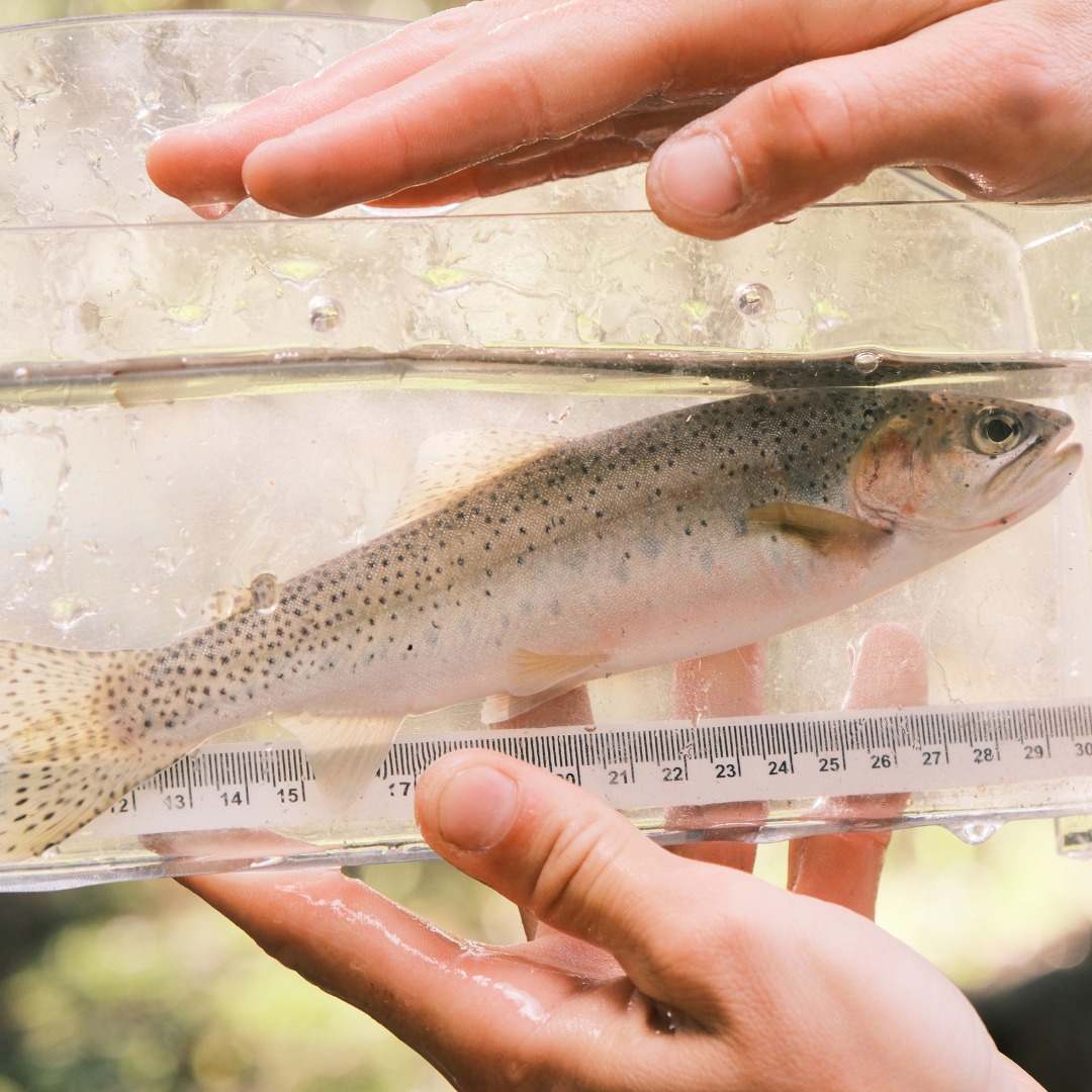 Impacts 2024: Native... - Freshwater Conservation Canada