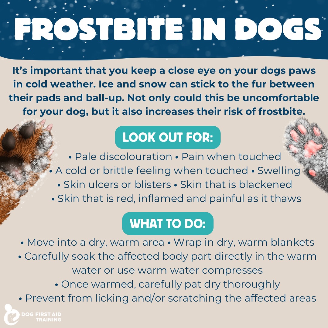 Dog - WHAT IS FROSTBITE? ️ Frostbite is damage caused to the skin and ...