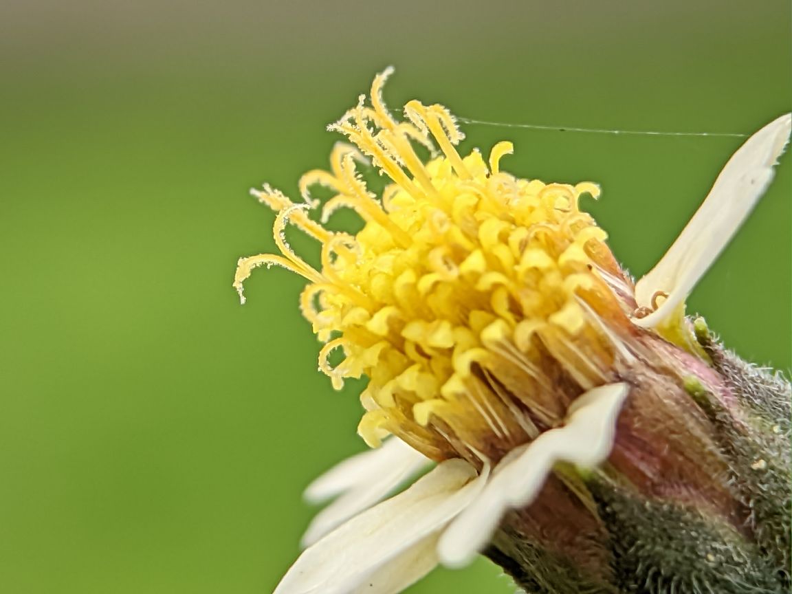 Tridax daisy close-up