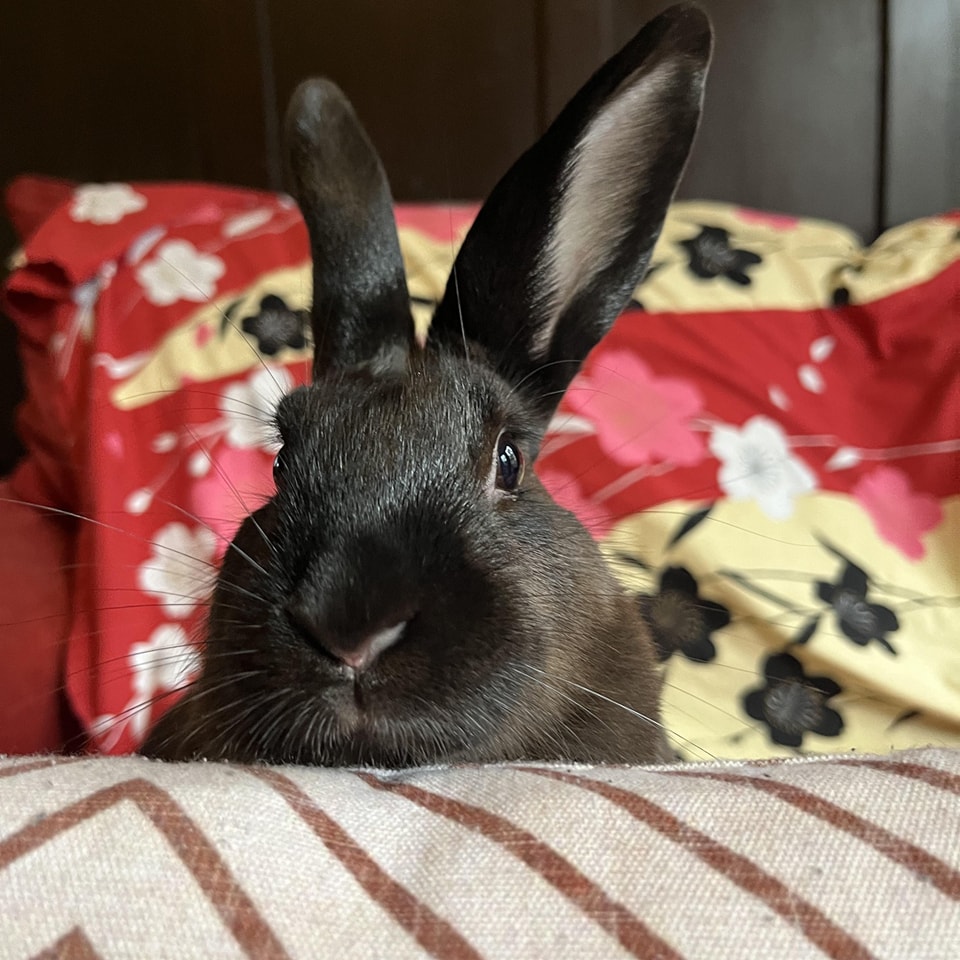 East Bay Rabbit Rescue | Livermore CA