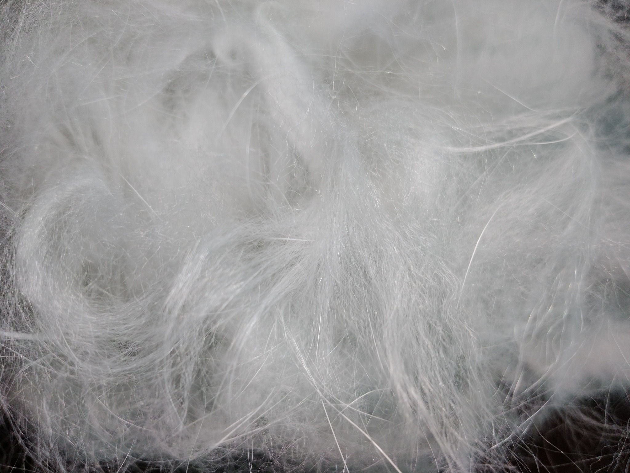 Experimental rabbit breeds and colors group | So I was looking curious ...