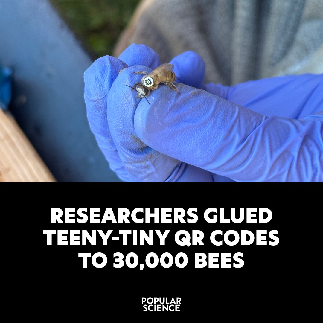 Popular - It's akin to a scannable identification badge—for honeybees ...