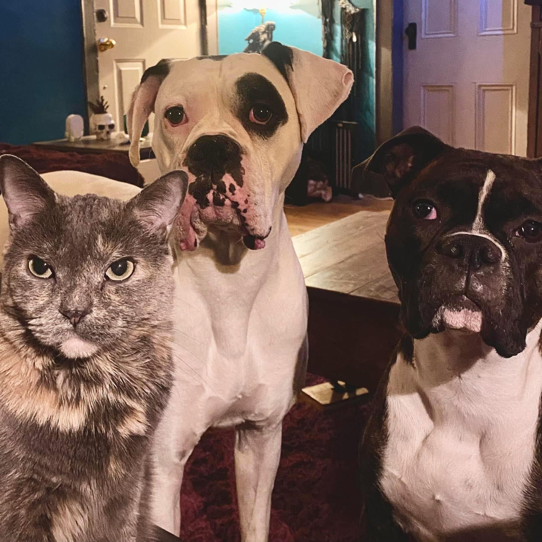 He got me on a technicality 🤣 #baddog #magnumtheboxer # ...