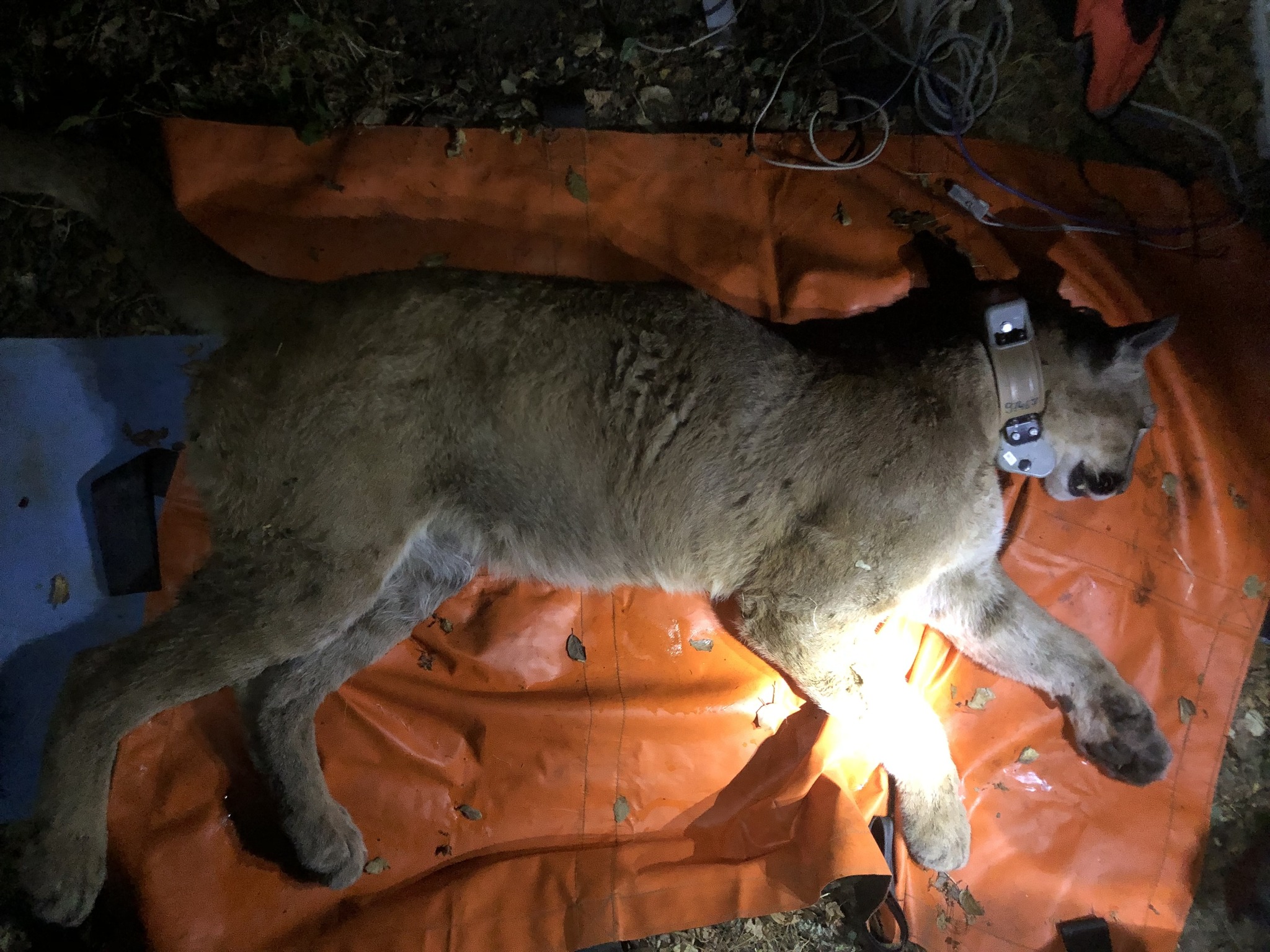 A young mountain lion that wandered into a yard was successfully