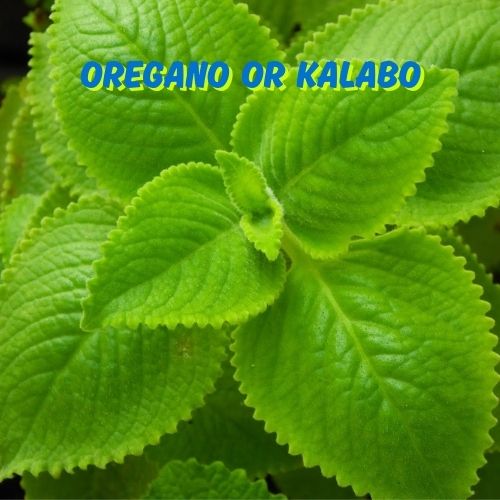 AS BG - KALABO or OREGANO Benefits. Scientific Name:... | Facebook