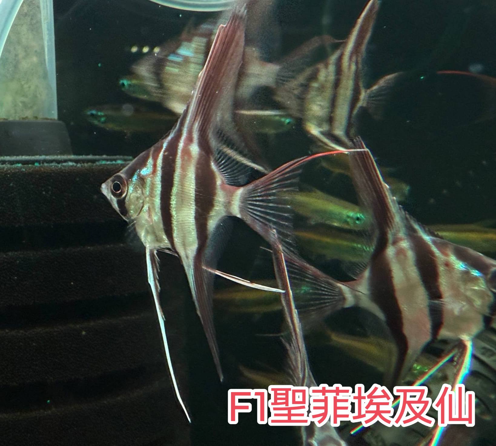 荃灣水族情迷aquadesign added a new photo. - 荃灣水族情迷aquadesign