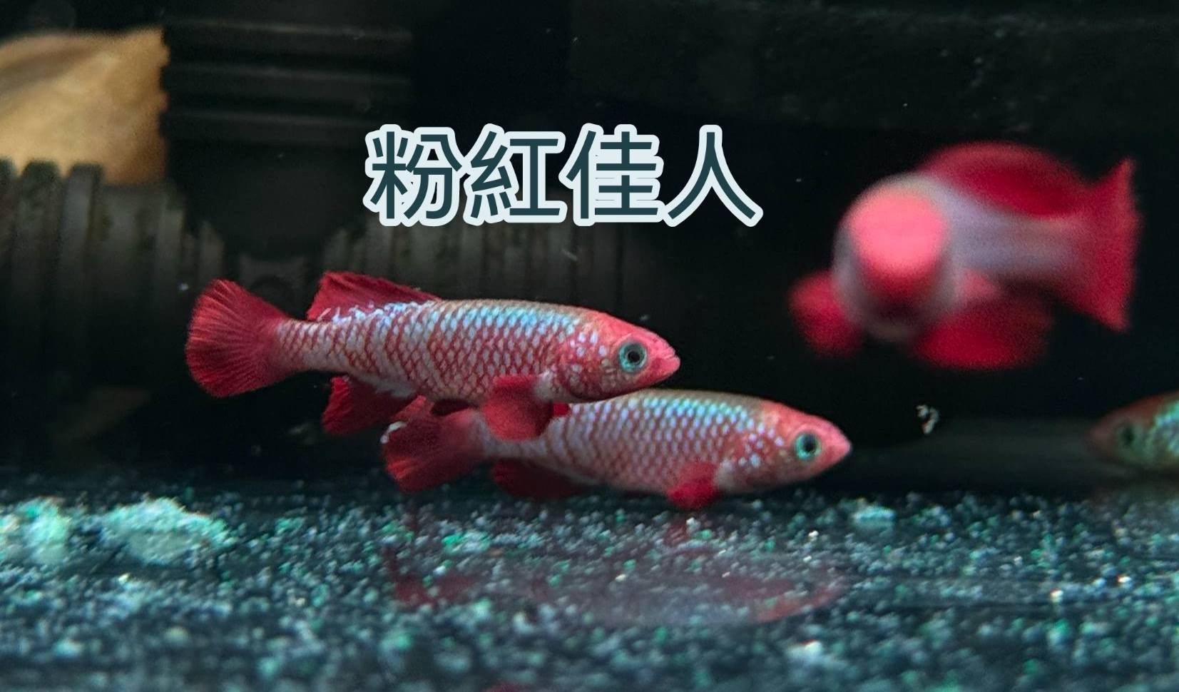 荃灣水族情迷aquadesign added a new photo. - 荃灣水族情迷aquadesign