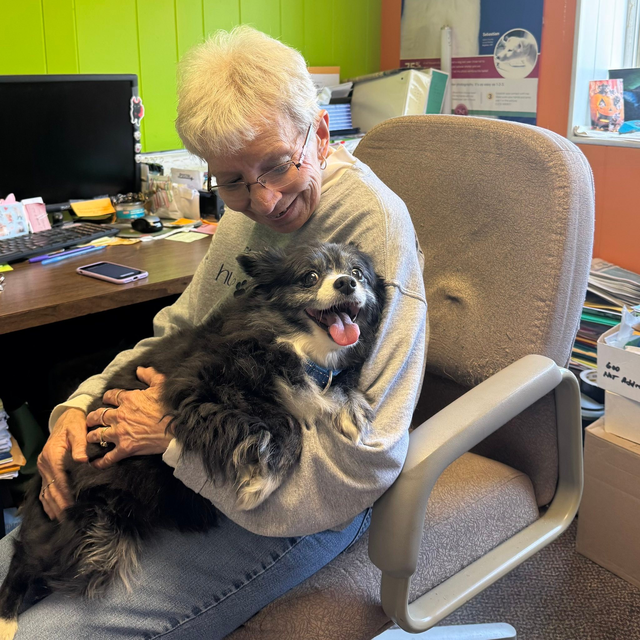 Meet Bella! At 12 years young,... - Lenawee Humane Society | Facebook