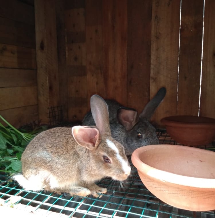 Ivan Rabbit Farming Ug