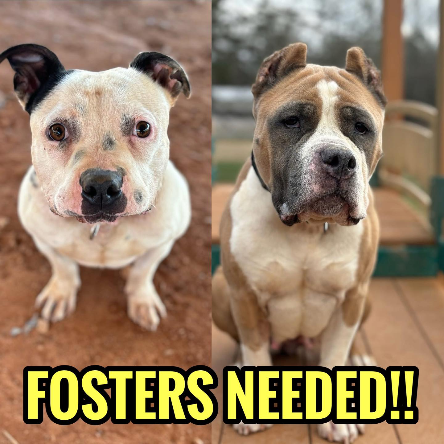 Help adopt or foster dogs in Philadelphia
