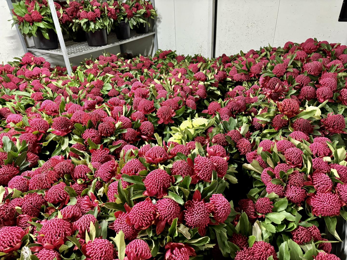 Allambee Flower Farm | Allambee Reserve VIC