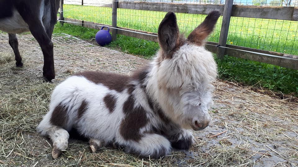 Miniesel-Dexter-Zucht (@gudrunguetl) • Facebook