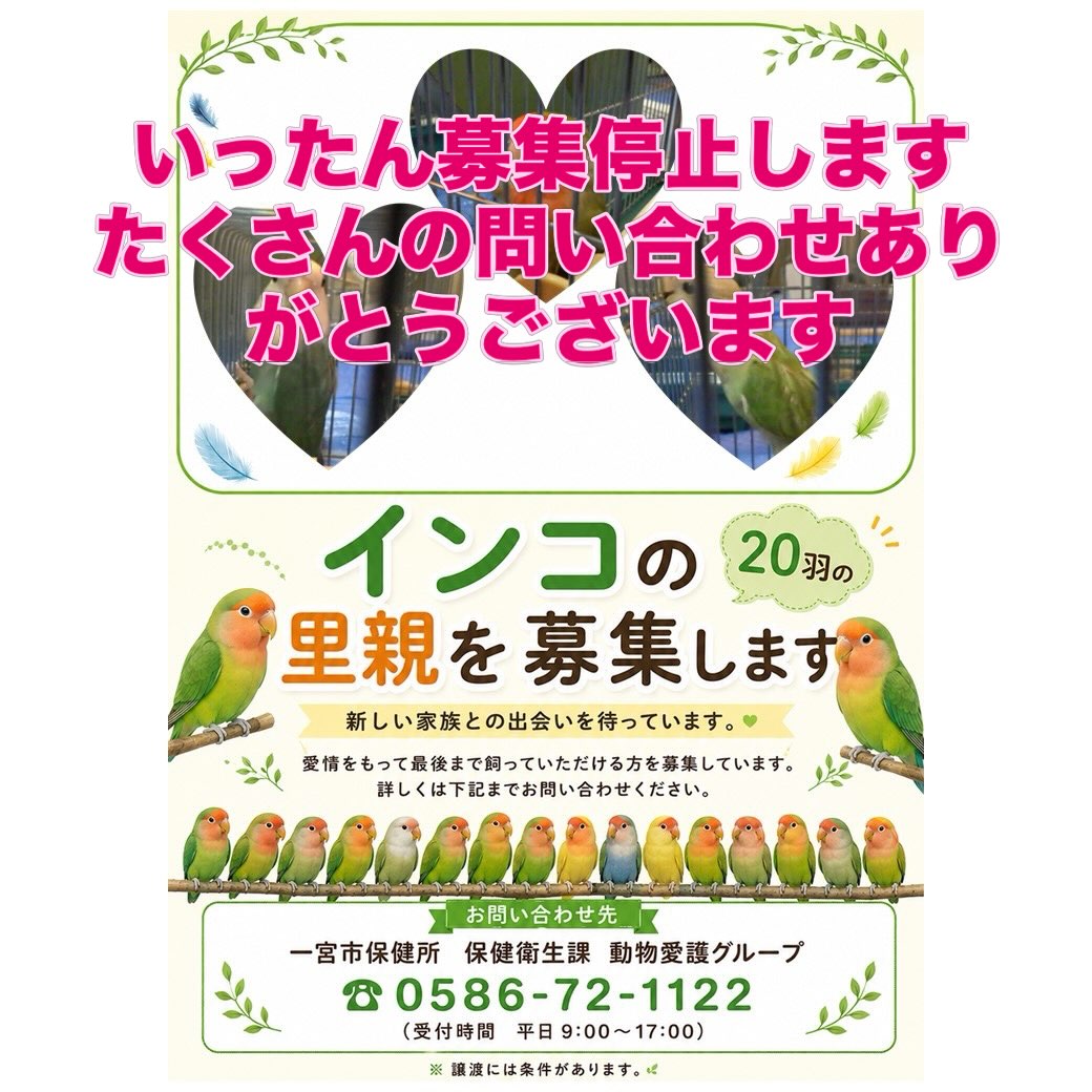 コザクラインコ #一宮市 #多頭飼育崩壊 たくさんのお問い合わせ 
