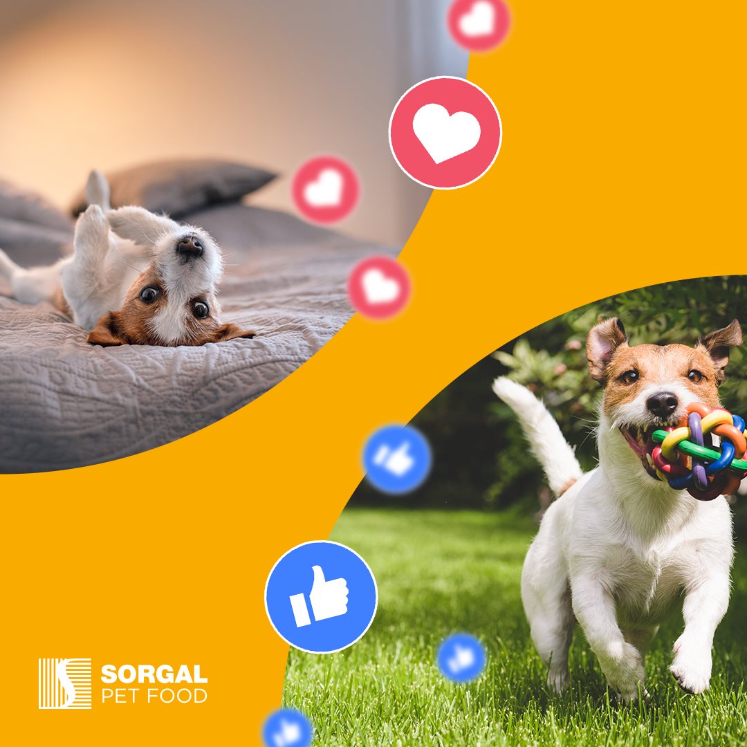 Sorgal Pet Food - Passar o tempo com os nossos animais de...