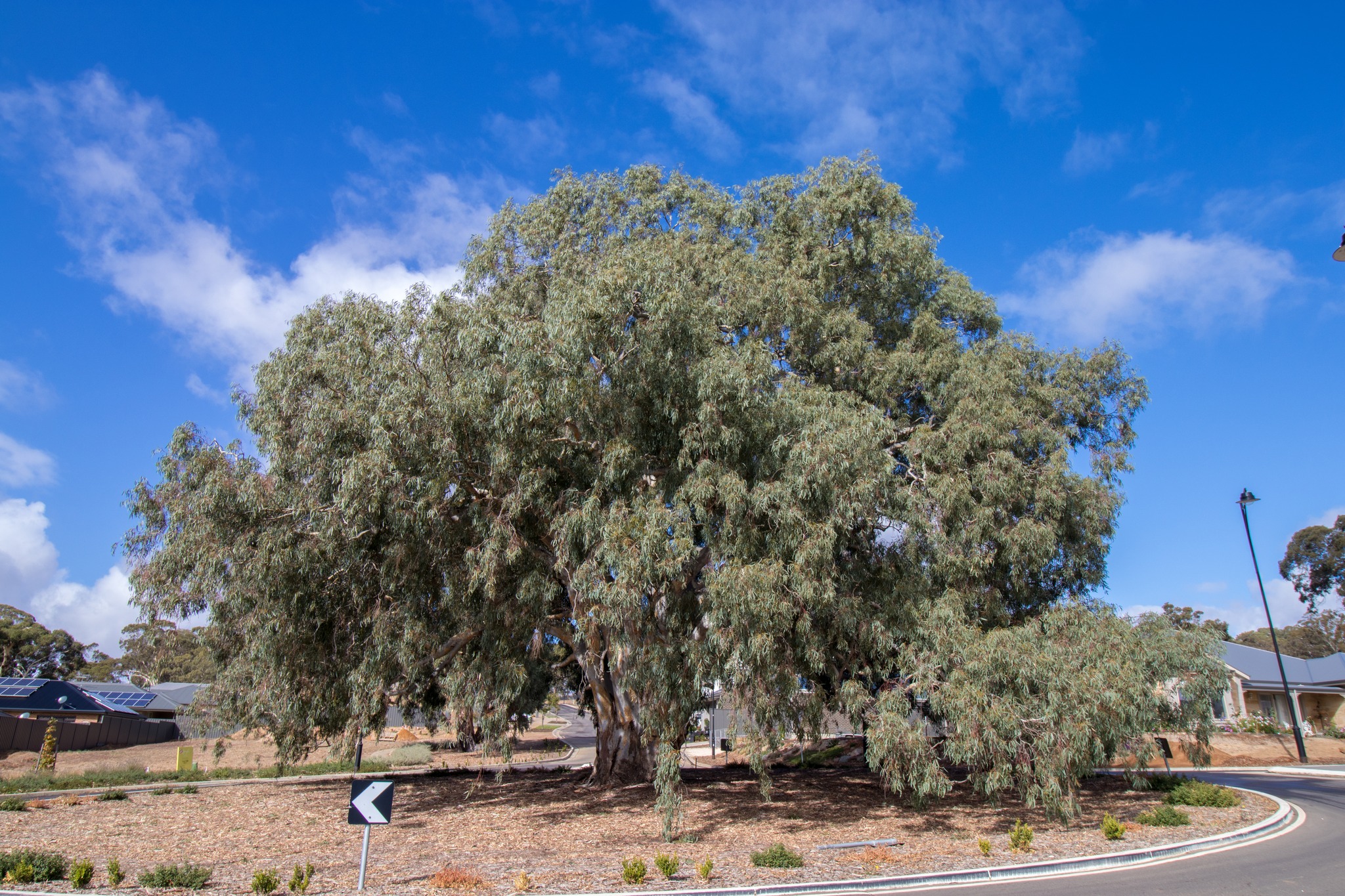 20 Metre Trees - Brand new master planned housing estates at green ...