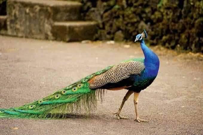 Rajper Dost Muhammad