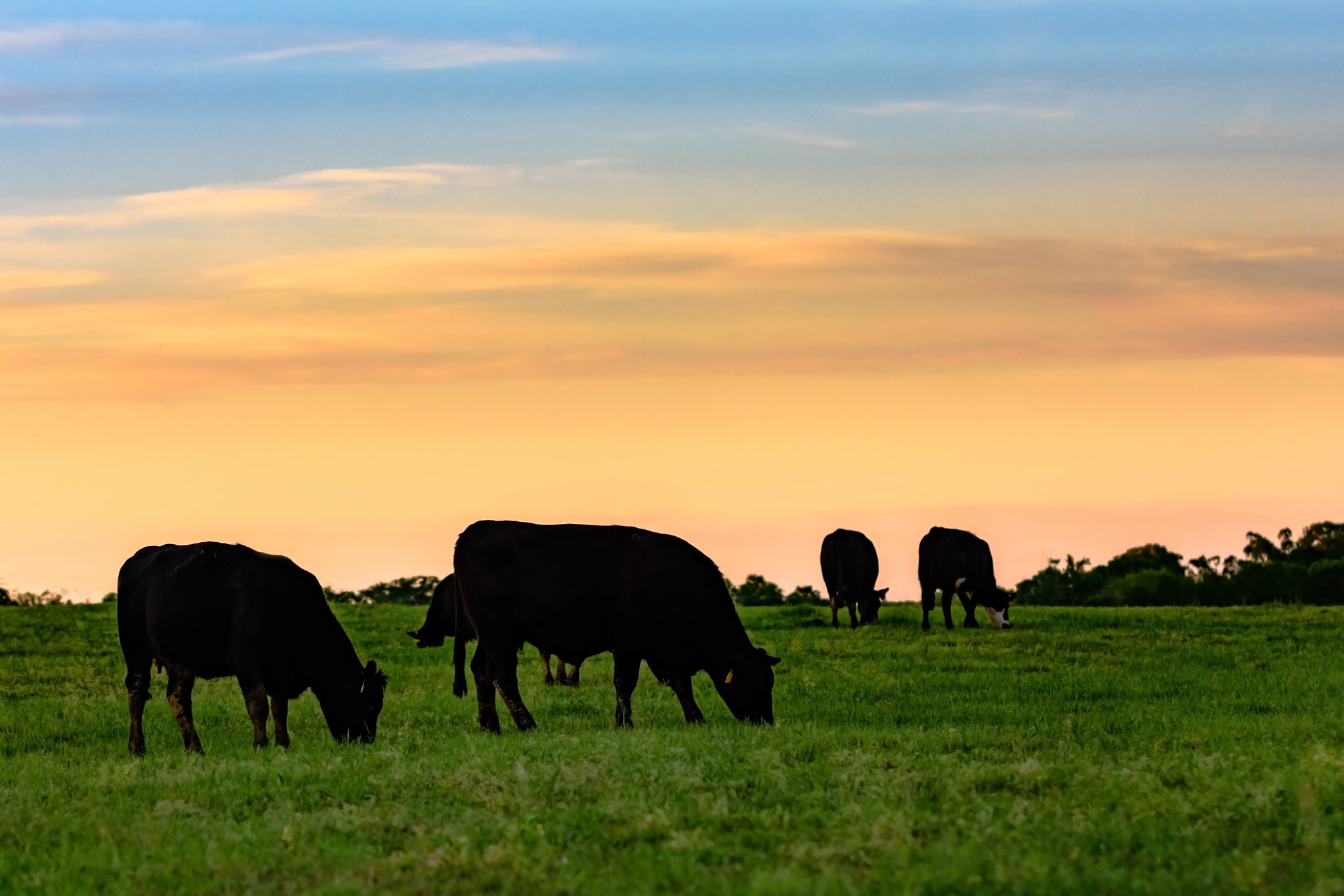 Young Ridge Cattle Co.