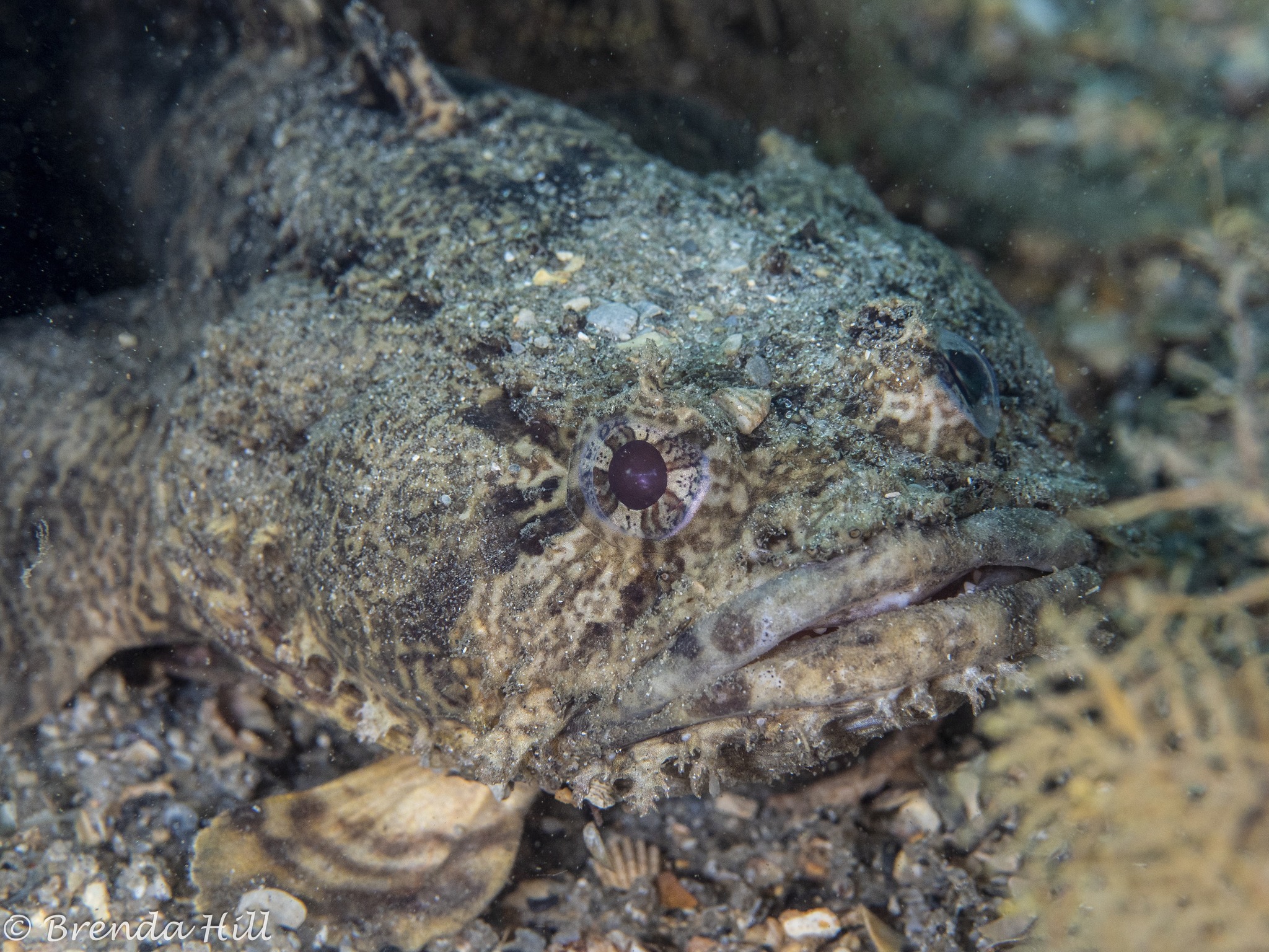 Blue Heron Bridge Dive Club - 🥳 Happy New Year! Here's to a happy ...