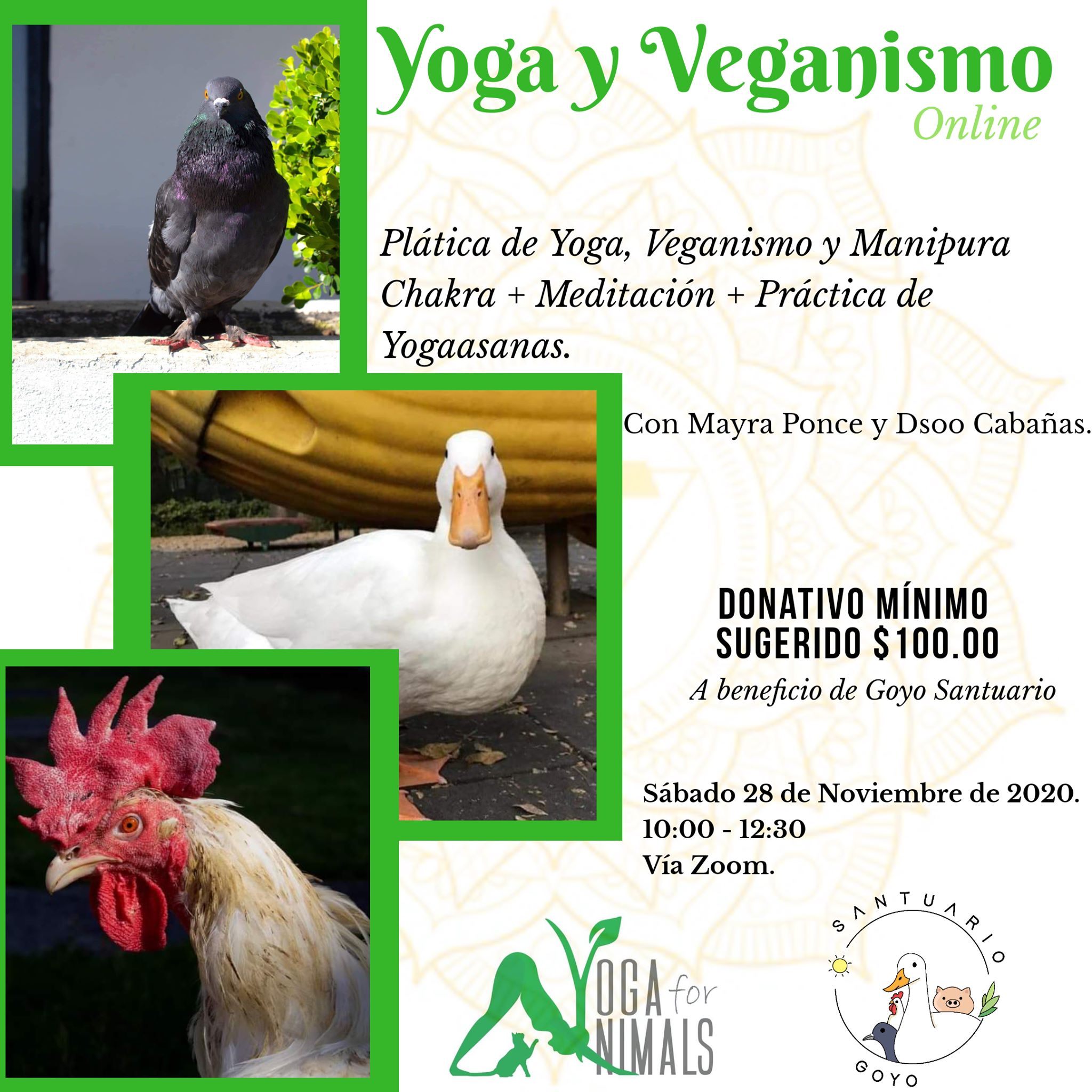 Yoga for Animals. 12.