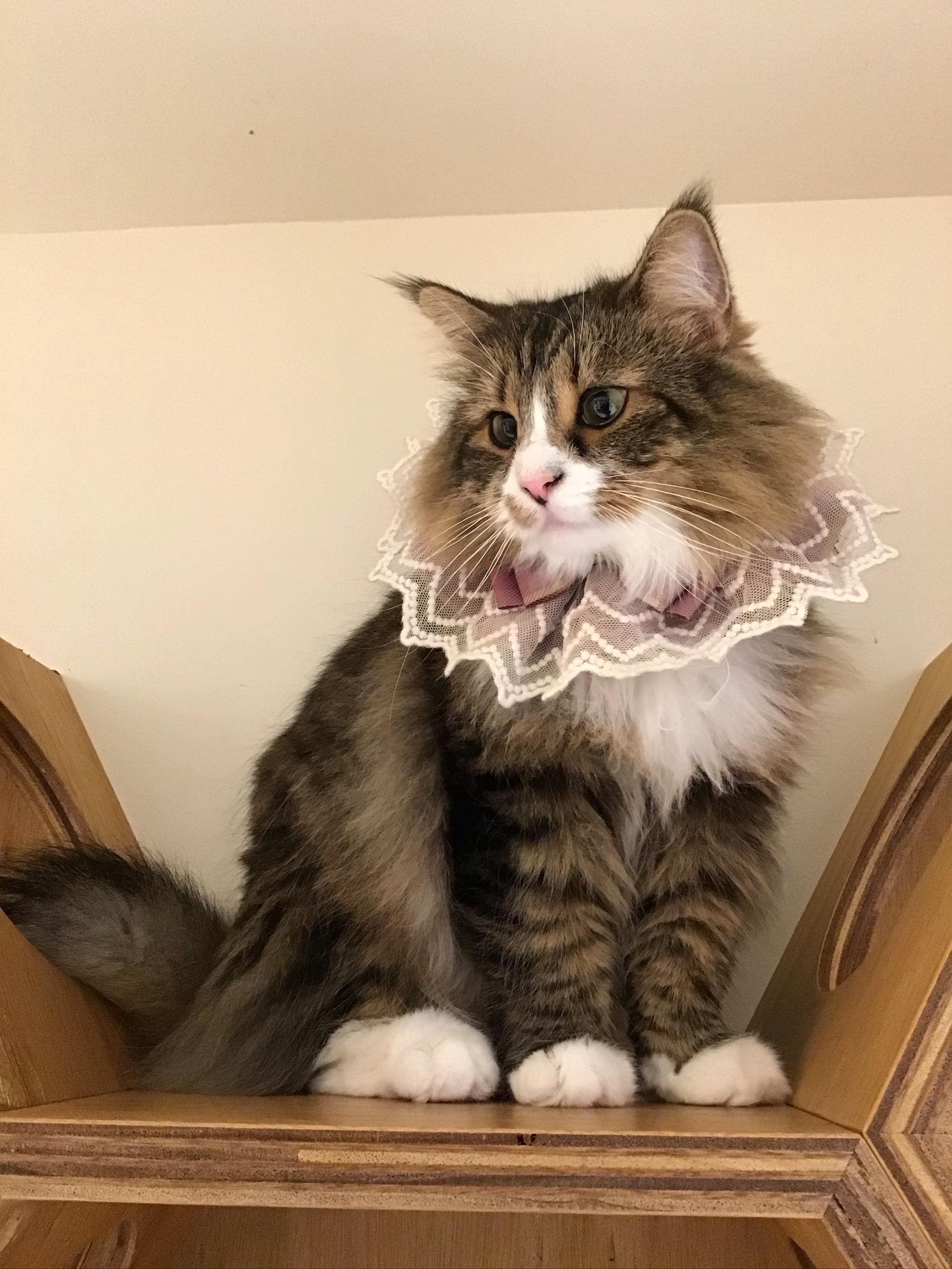 Cat Café MOFF 天王寺ミオ店 (@moff.mio.tennoji) • Facebook