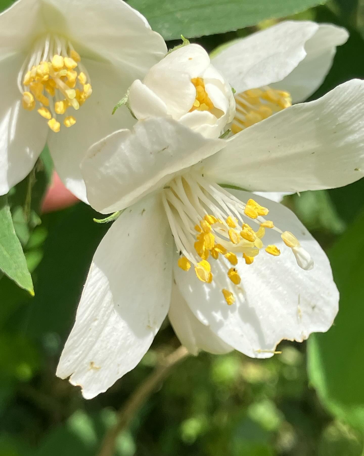 Discovery of Mock Orange Bush in Vintage Garden