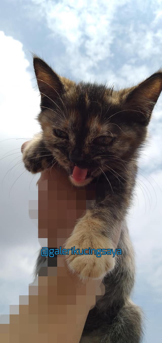 Ekspresi Kucing Marah Chek Galeri Kucing Saya Facebook