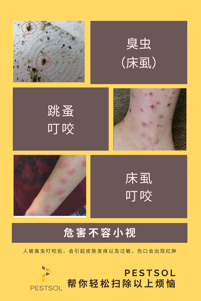 【床虱太可怕！房子干净也会有！】😱 . . .... - PestSol Sdn Bhd 专业消灭害虫服务 | Facebook