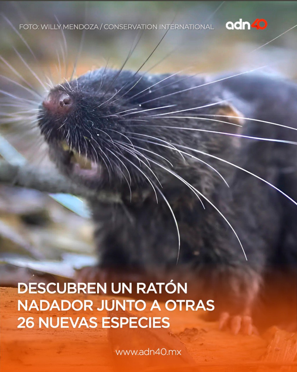 ADN40Mx - ¿De dónde salieron? 😨 🌿🐭 Un ratón anfibio con patas palmeadas ...