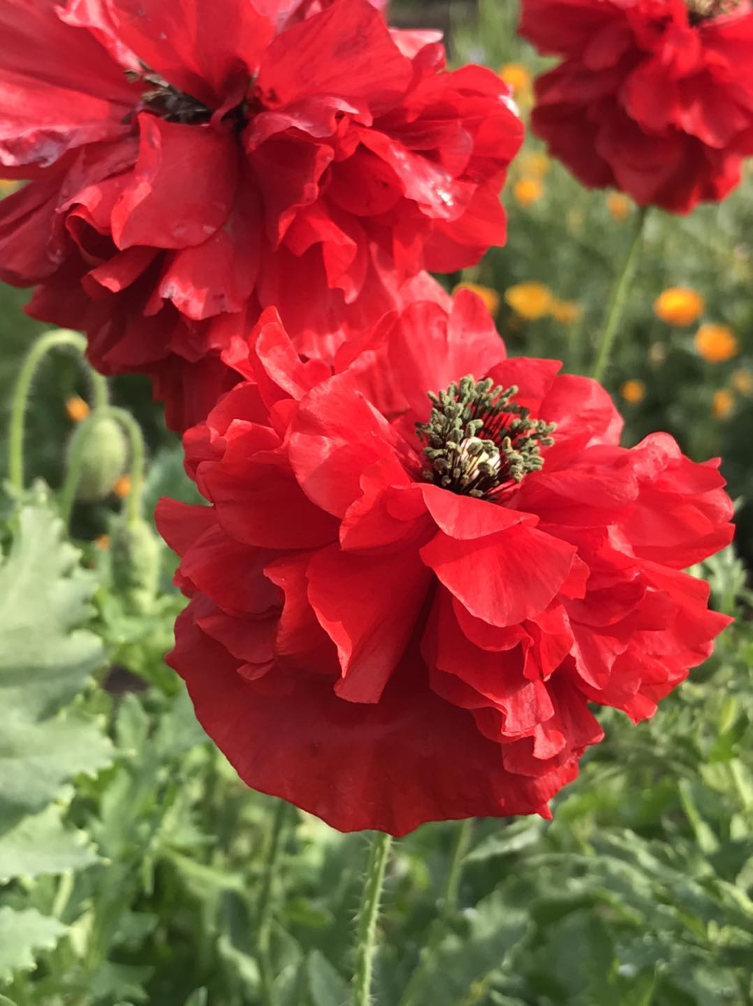 Purple Ridge Farm | Airdrie AB