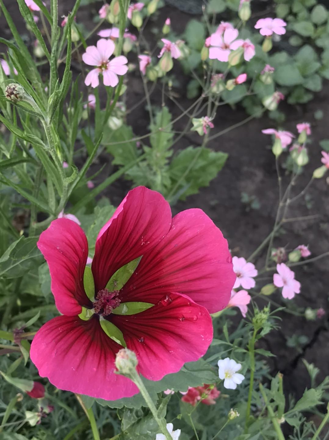 Purple Ridge Farm | Airdrie AB