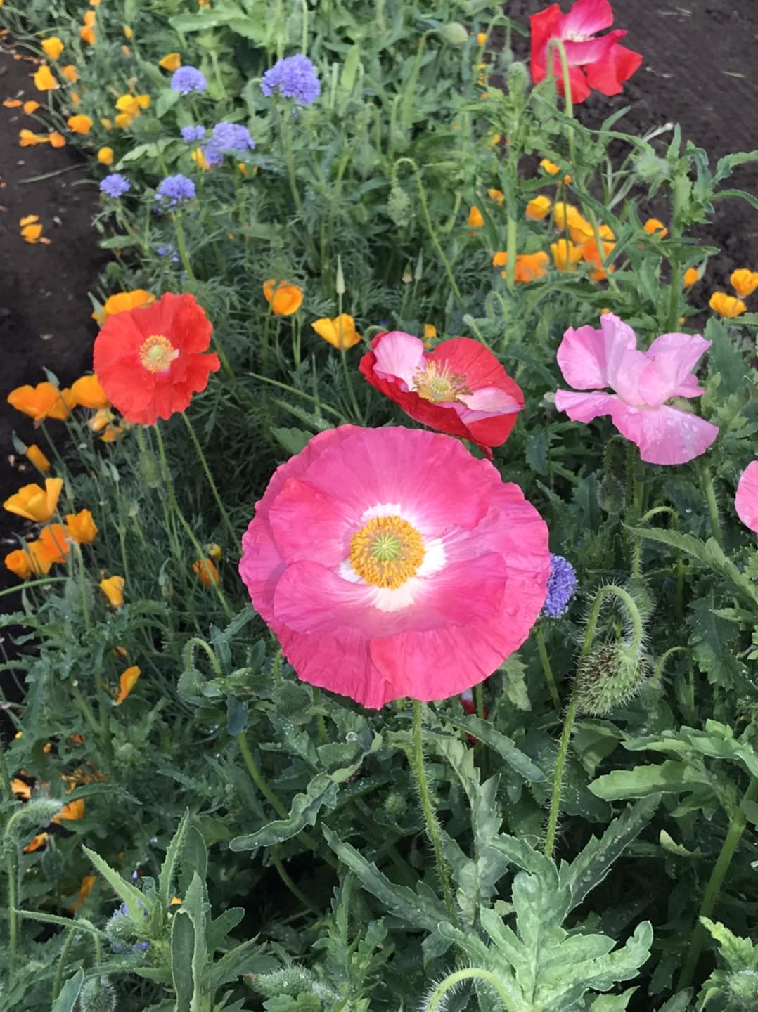 Purple Ridge Farm | Airdrie AB